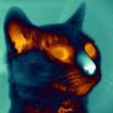 Imagen infrarroja termografía de un gato